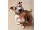 Adopt 56083100 a Pit Bull Terrier, Mixed Breed