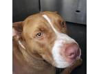 Adopt RAY a American Staffordshire Terrier