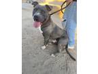 Adopt Dream a Gray/Blue/Silver/Salt & Pepper Pit Bull Terrier / Mixed dog in