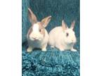 Adopt Meringue & Jovi a Dutch / Mixed (short coat) rabbit in lake elsinore