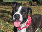 Adopt Ollie a Black - with White Staffordshire Bull Terrier / Terrier (Unknown