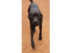 Adopt Zeva a Black German Shorthaired Pointer / Labrador Retriever / Mixed dog