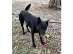 Adopt Apollo a Black German Shepherd Dog / Mixed dog in Pleasant Grove