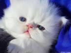 Beautiful All White Dollface Persian Male Availabl