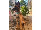 Adopt Ivy a Tan/Yellow/Fawn Belgian Malinois / Mixed dog in Virginia Beach