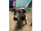 Adopt Billy a Black Labrador Retriever / Mixed dog in Hearne, TX (36746634)