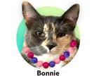 Adopt Bonnie a Tortoiseshell Domestic Shorthair (short coat) cat in Roseville