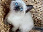 Milo Male Snowdoll Kitten Ready June 21st