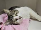 Adopt JERICHO a Domestic Short Hair