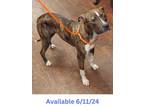 Adopt Dog Kennel #3 Mello a Pit Bull Terrier, Mixed Breed