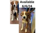 Adopt Dog Kennel # 21 Roy a Foxhound, Mixed Breed