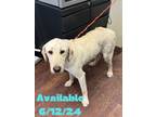 Adopt Dog Kennel #33 a Labrador Retriever, Mixed Breed
