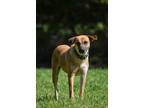 Adopt Haylee a Brown/Chocolate Black Mouth Cur dog in Newton, TX (36745435)