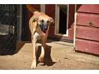 Adopt Ace a Tan/Yellow/Fawn - with Black Anatolian Shepherd / Black Mouth Cur