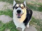 Adopt YODEL a Husky, Mixed Breed