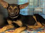Adopt A1945973 a German Shepherd Dog, Mixed Breed