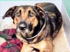 Adopt TEX a German Shepherd Dog, Mixed Breed