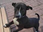 Adopt ROSTY a Staffordshire Bull Terrier, Mixed Breed