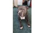 Adopt ZEO a Staffordshire Bull Terrier