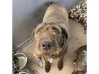 Adopt Toby a German Wirehaired Pointer