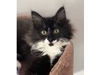 Adopt MJ a Domestic Long Hair