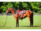 Flashy Bay Morgan Mare, Rides and Drives, Gentle, Smart, Quiet Natured