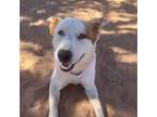 Adopt Frisbee a Cattle Dog