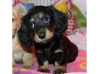 Dachshund Puppy for sale in Port Orchard, WA, USA