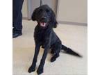Adopt Kobe a Poodle, Black Labrador Retriever