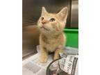 Adopt 2405-0963 Tyronise a Domestic Short Hair