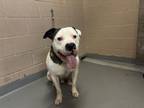 Adopt MESSI a Pit Bull Terrier