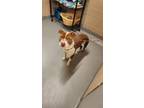 Adopt FALCO a Pit Bull Terrier, Mixed Breed