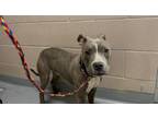 Adopt TAYLOR a Pit Bull Terrier