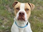 Adopt FRISCO a Pit Bull Terrier, Mixed Breed