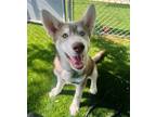 Adopt Ronnie LaJohnnie a Siberian Husky, Mixed Breed