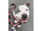 Adopt MIRACLE a American Staffordshire Terrier
