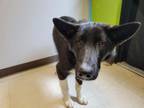 Adopt HUCKLEBERRY a Border Collie, German Shepherd Dog