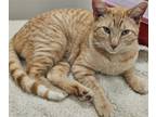 Adopt Relic a Domestic Short Hair, Tabby