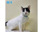 Adopt Patch a Domestic Short Hair