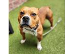 Adopt BUFFALO a Pit Bull Terrier, Mixed Breed