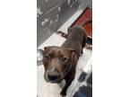 Adopt 86720 a American Staffordshire Terrier, Mixed Breed