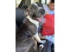 Adopt Pinto a Pit Bull Terrier, Mixed Breed