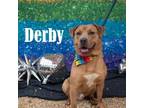 Adopt Derby a Mixed Breed