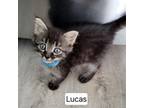 Adopt Lucas a Domestic Short Hair