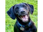 Adopt Rocky 1 a Labrador Retriever, Terrier