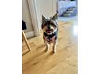 Adopt Simon a Yorkshire Terrier