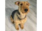 Adopt Fergus a Airedale Terrier