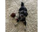 Adopt Owen Bentley a Schnauzer