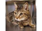 Adopt Mr. Daisy a Domestic Short Hair