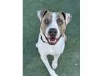Adopt Oso a Pit Bull Terrier, Mixed Breed